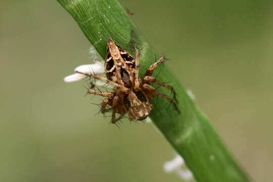 Image of Oxyopes pallidecoloratus Strand 1906