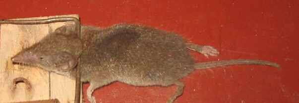 Image of greater white-toothed shrew, house shrew