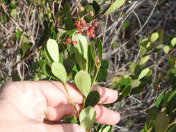 Image of Long Key locustberry