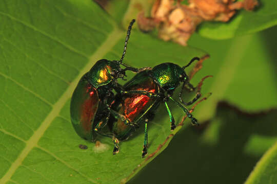 Image of Dogbane Beetle