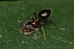 Image of Prolasius convexus McAreavey 1947