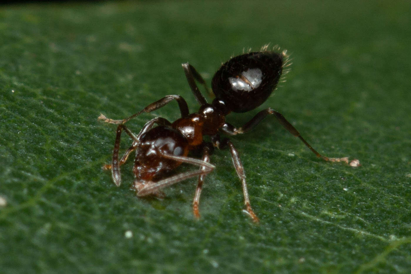 Image of Prolasius convexus McAreavey 1947