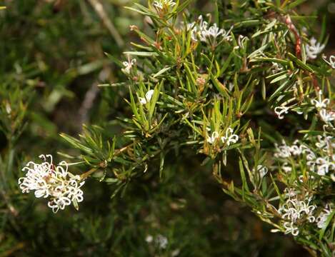 Image of Grevillea alpivaga Gand.