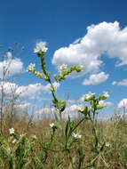 Imagem de Anchusa ochroleuca M. Bieb.