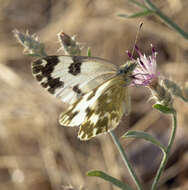 Image of squarrose knapweed