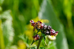 Plancia ëd Lasioglossum xanthopus (Kirby 1802)