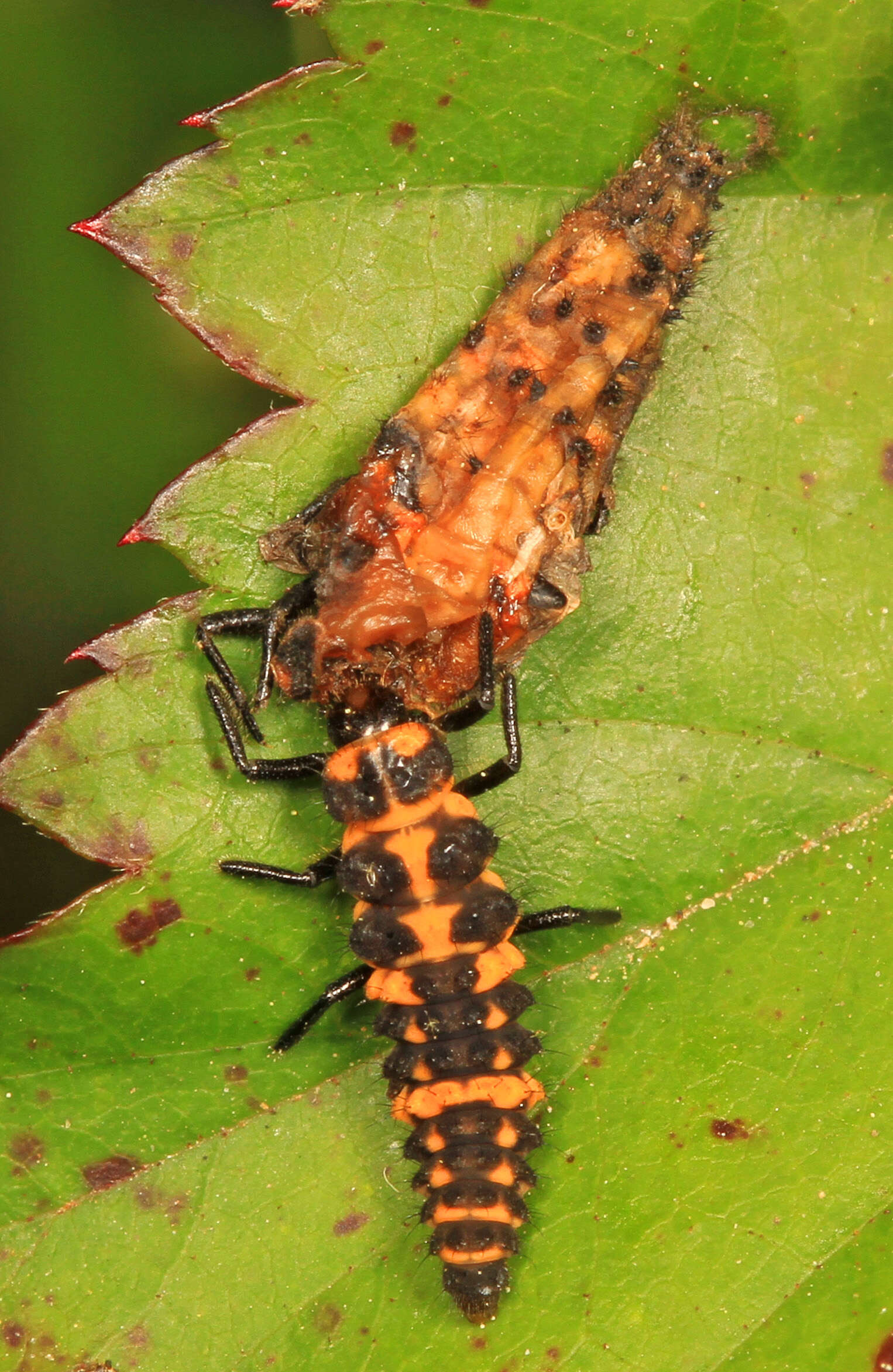 Image de Coleomegilla maculata (De Geer 1775)