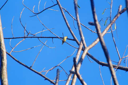 Image of scrub euphonia