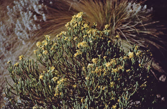 Image of Euryops dacrydioides Oliv.