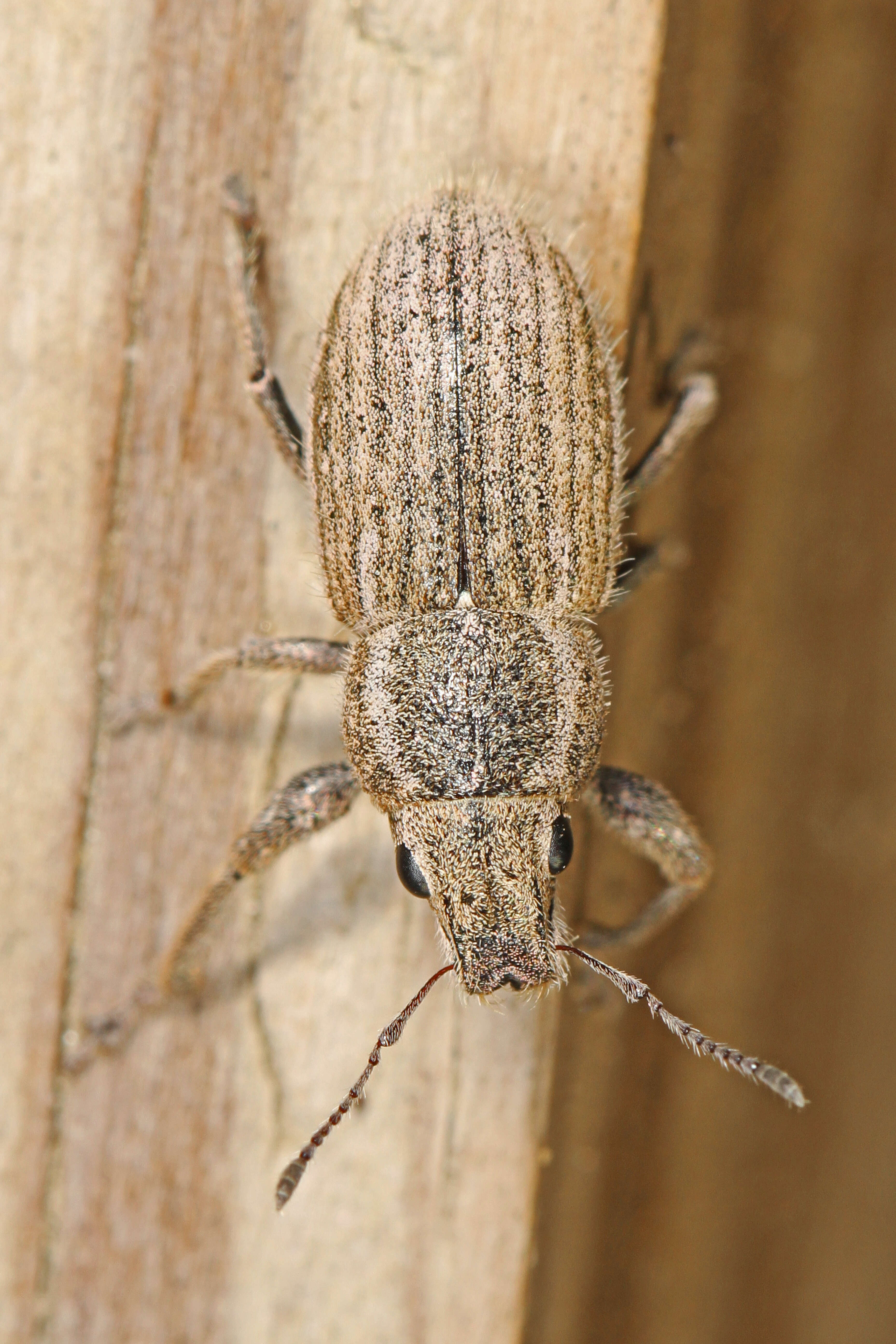 Image of White-fringed Weevils