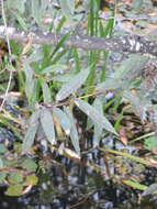 Image of Salix subfragilis Anderss.