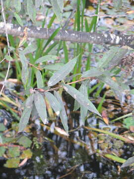 Image of Salix subfragilis Anderss.