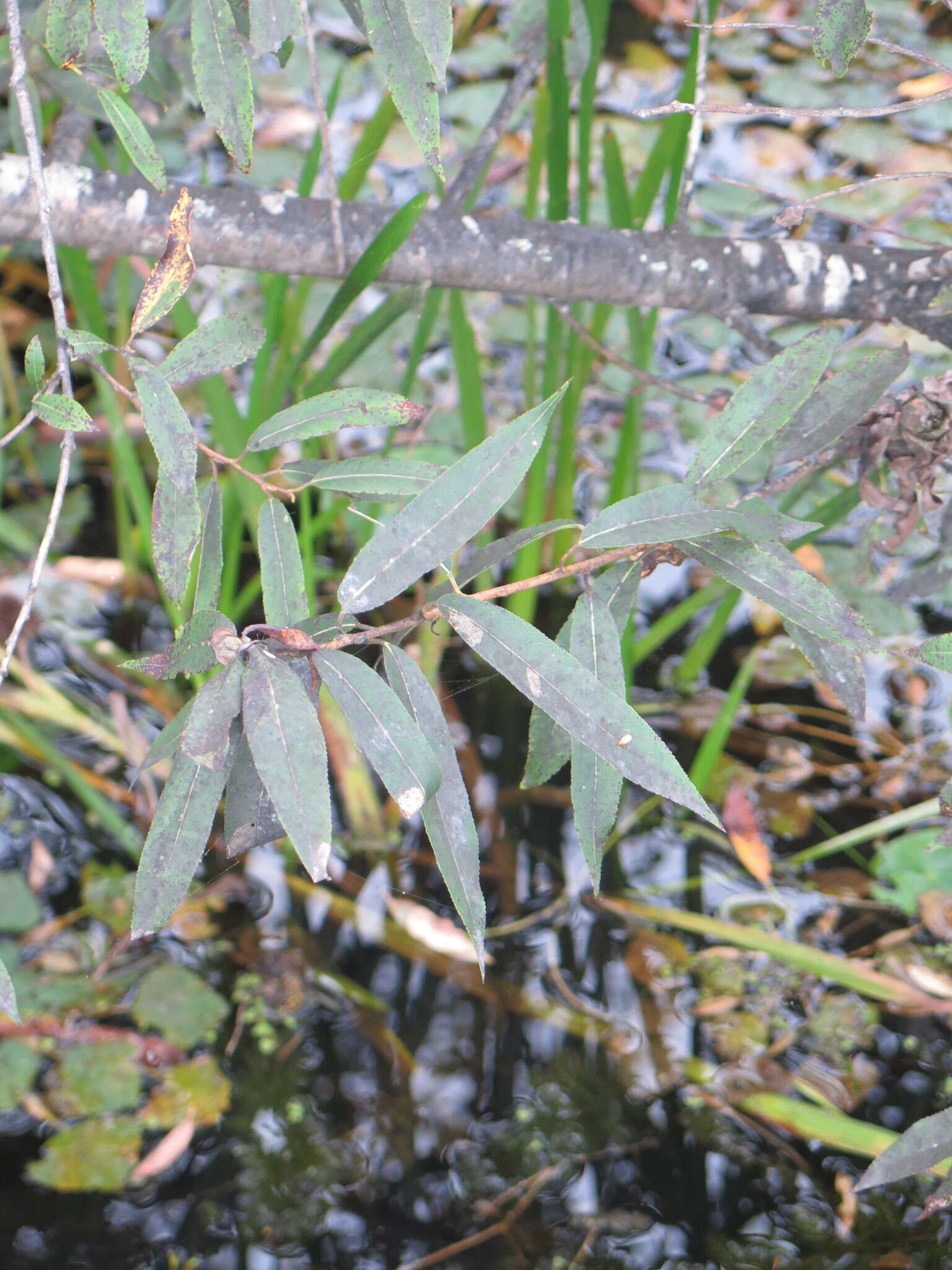 Image of Salix subfragilis Anderss.