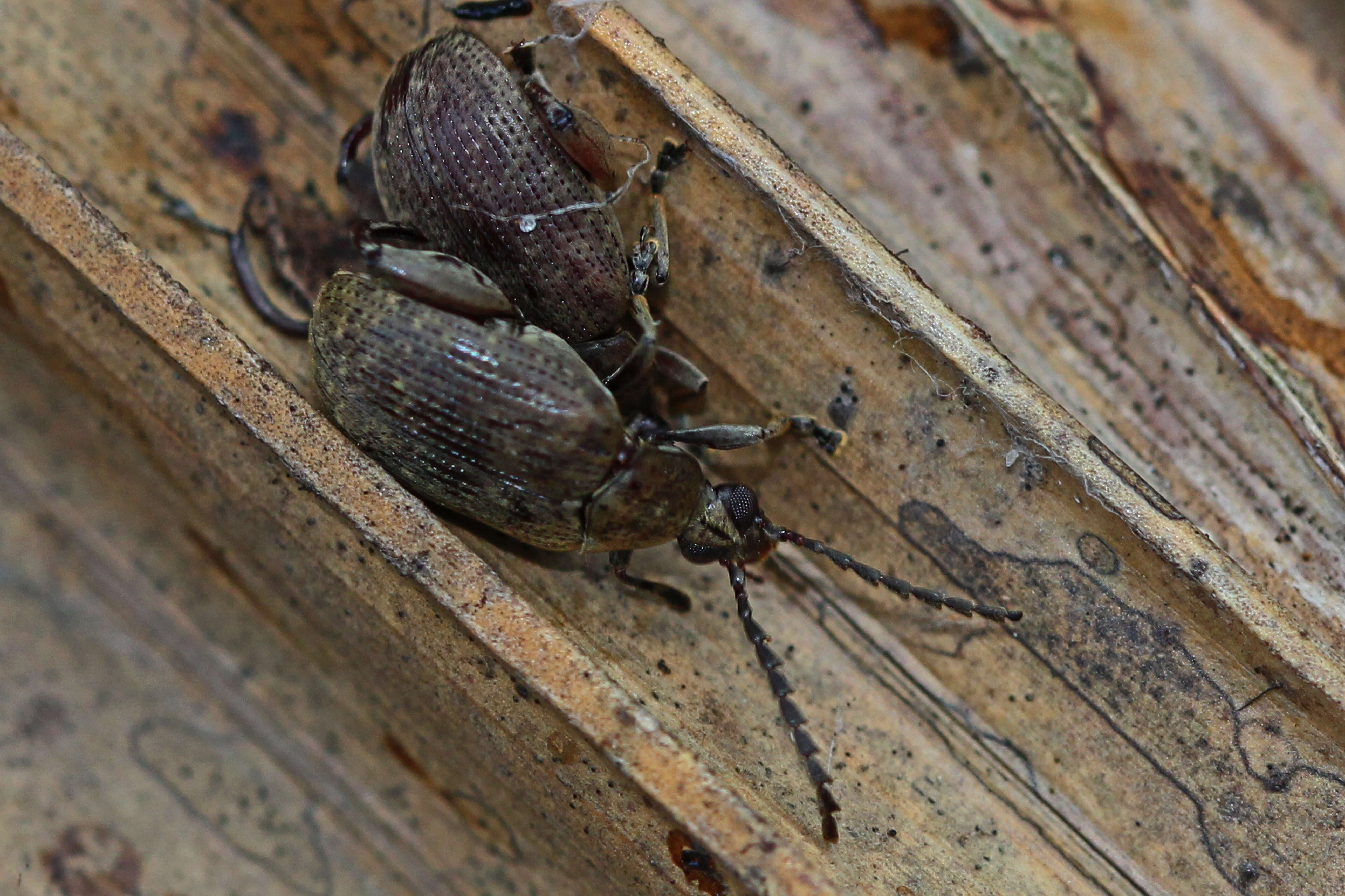 Слика од Caryobruchus gleditsiae (Linnaeus 1767)