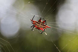 Image of Gasteracantha sanguinolenta C. L. Koch 1844