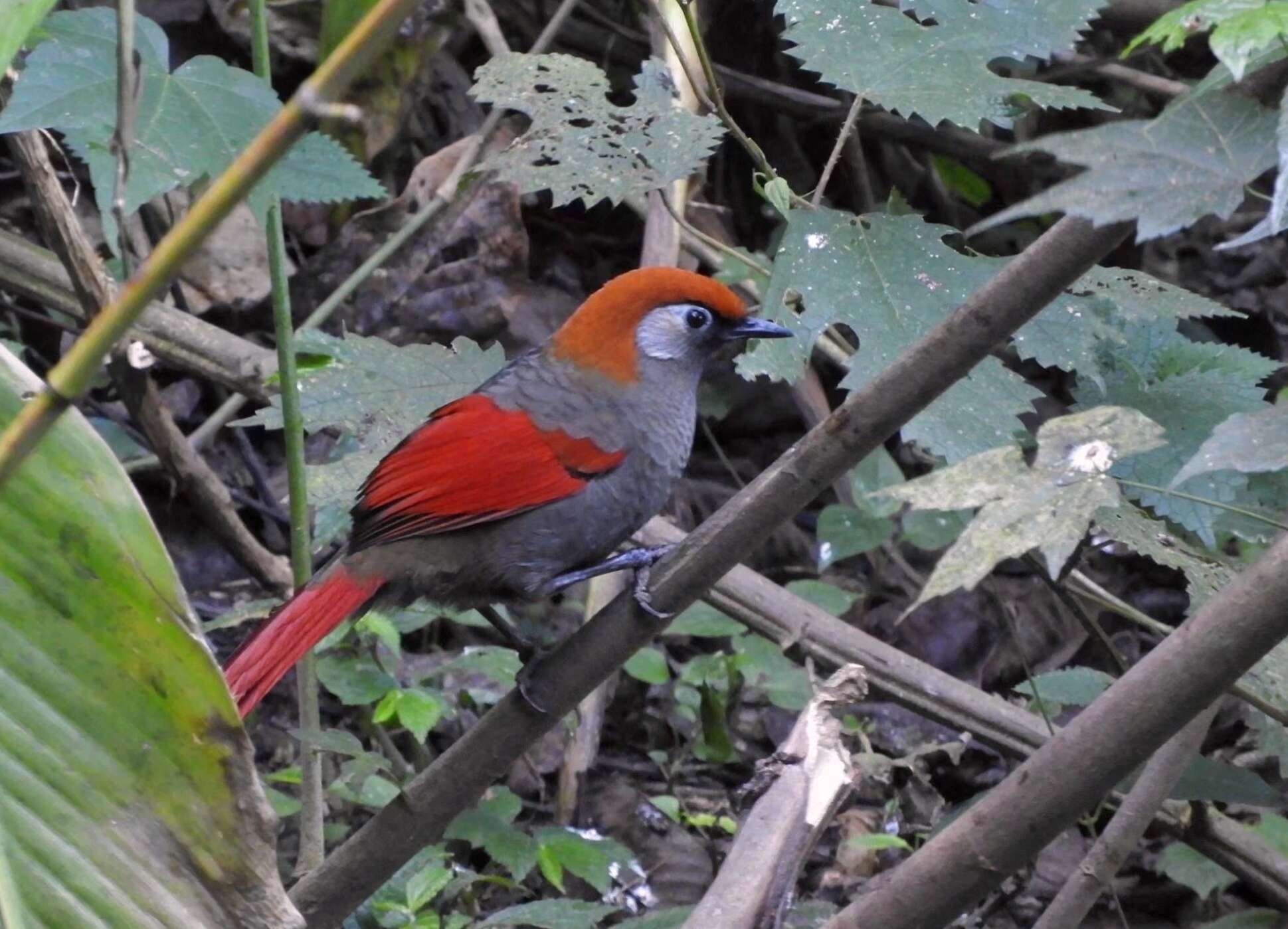 Image of Red-tailed Laughingthrush