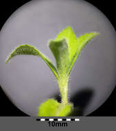 Image of Health Speedwell