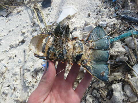 Image of Banded Spiny Lobster