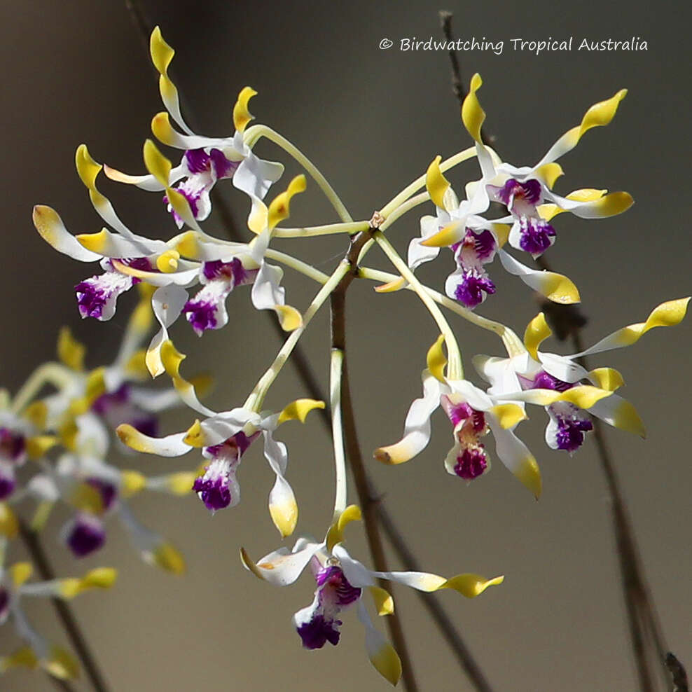 Dendrobium canaliculatum R. Br. resmi