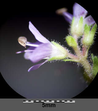 Image of Health Speedwell