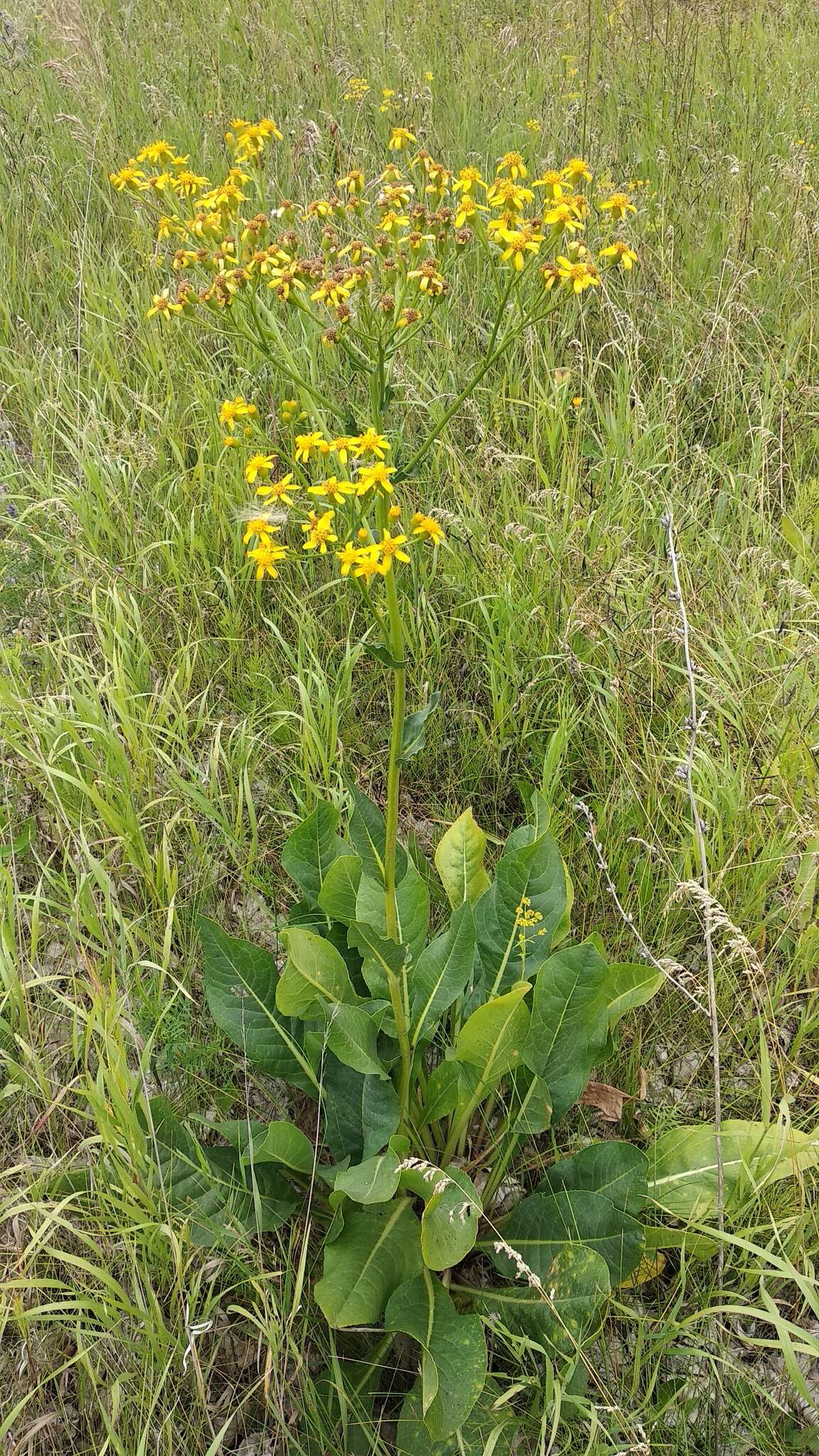 Plancia ëd Senecio doria L.