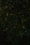 Image of Quercus lamellosa Sm.
