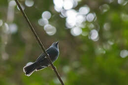 Image of Uniform Finch