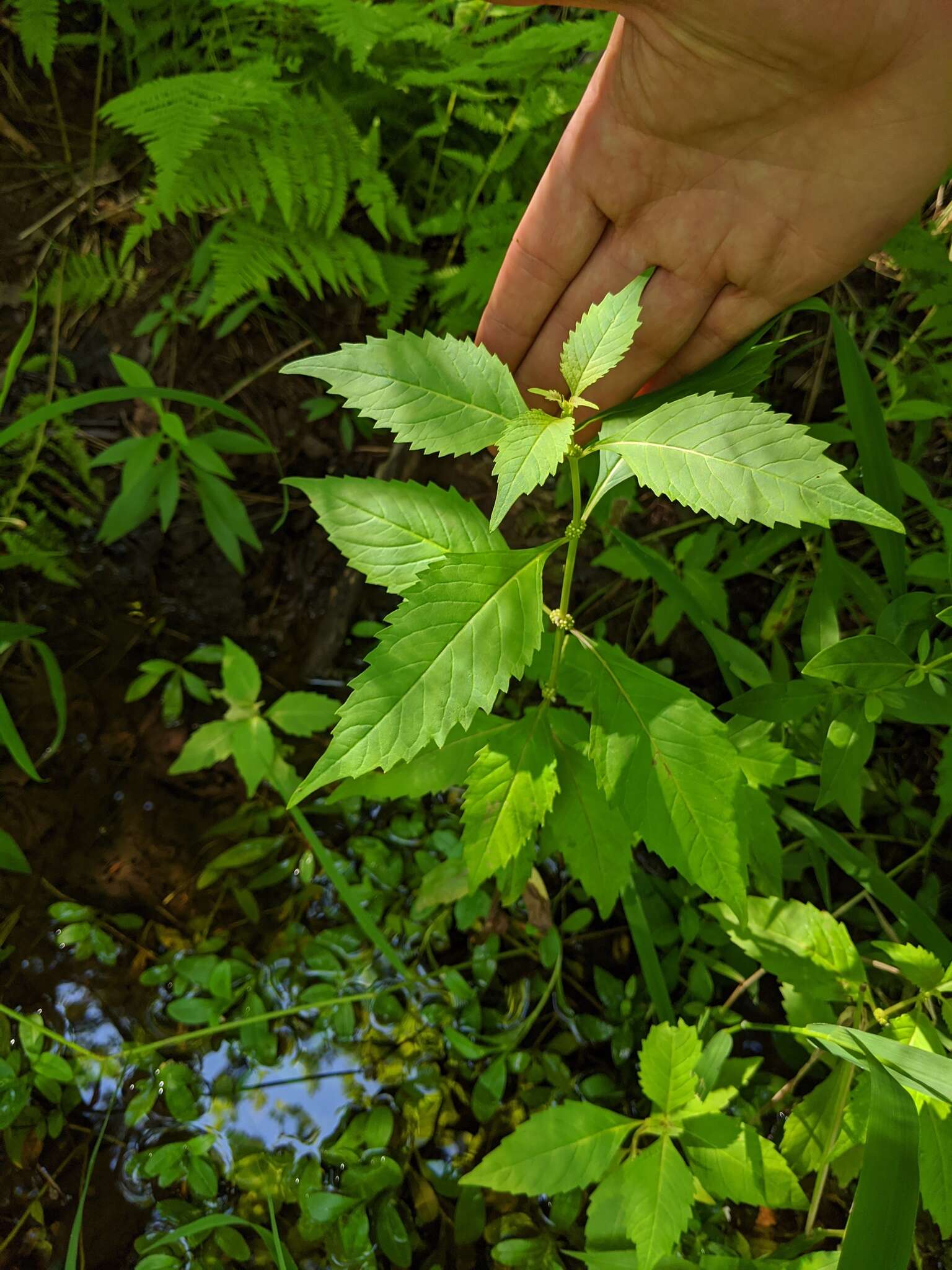 Image of Virginia water horehound