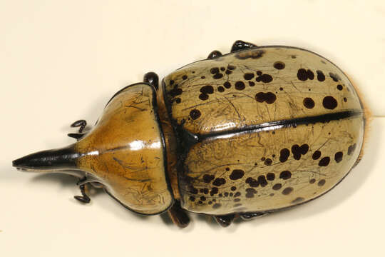 Image of Eastern Hercules Beetle