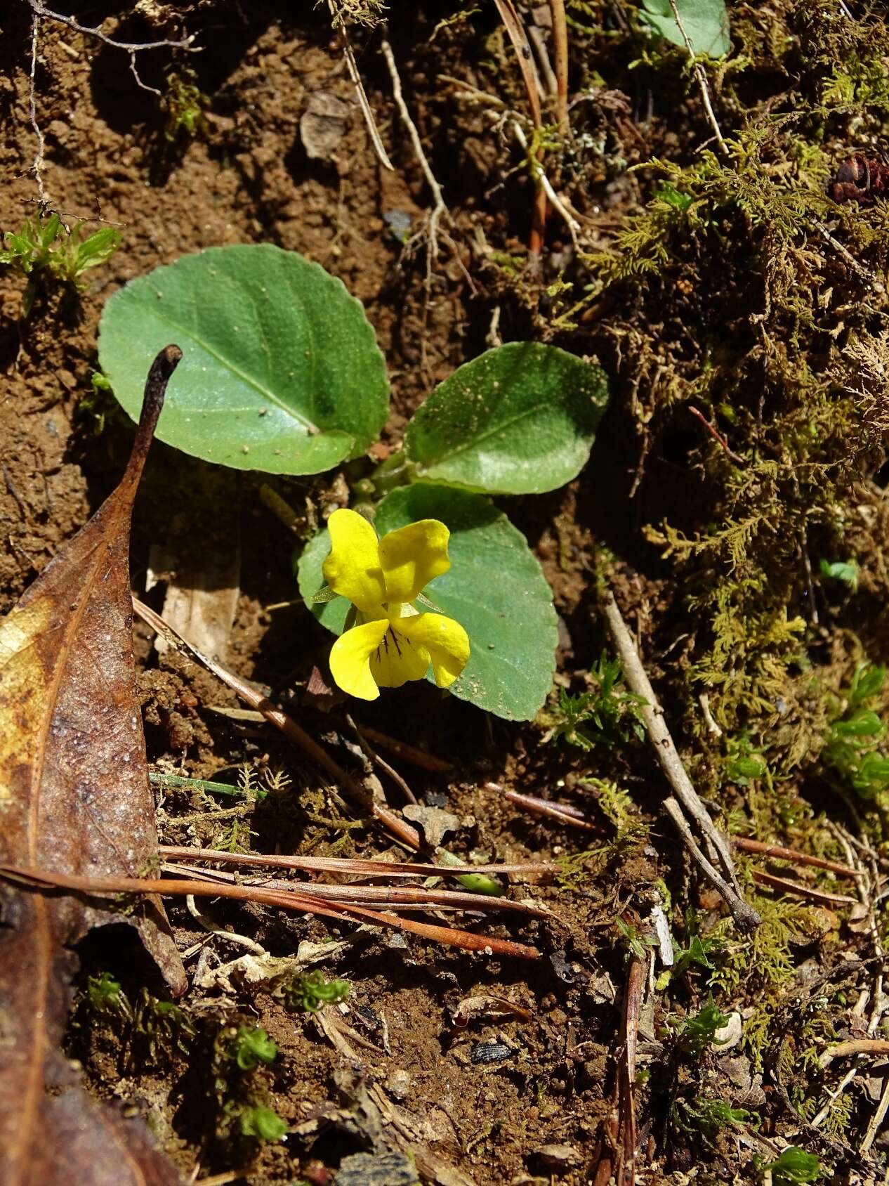 Image of roundleaf yellow violet