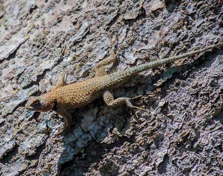 Image of Lundell's Spiny Lizard