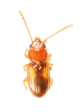 Image of Laemophloeus