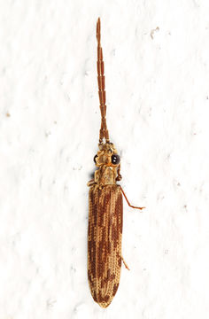 Image of Tenomerga