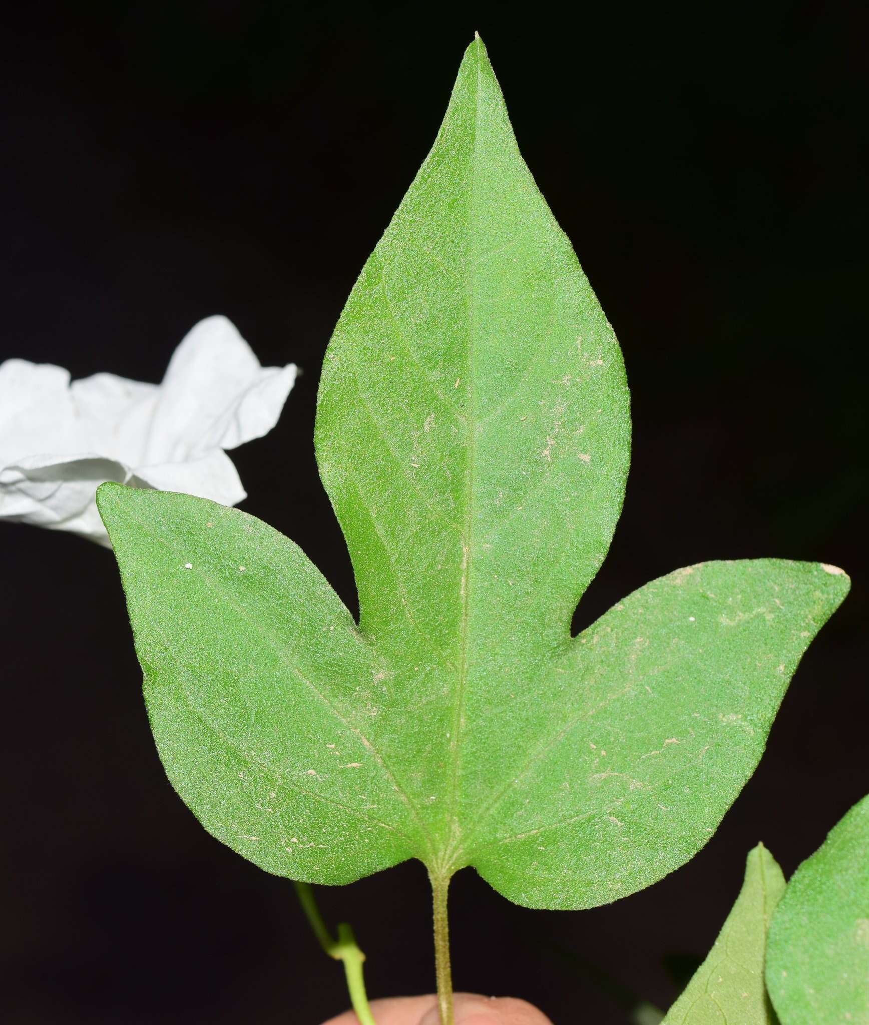 Image of Ipomoea lottiae J. A. Mc Donald