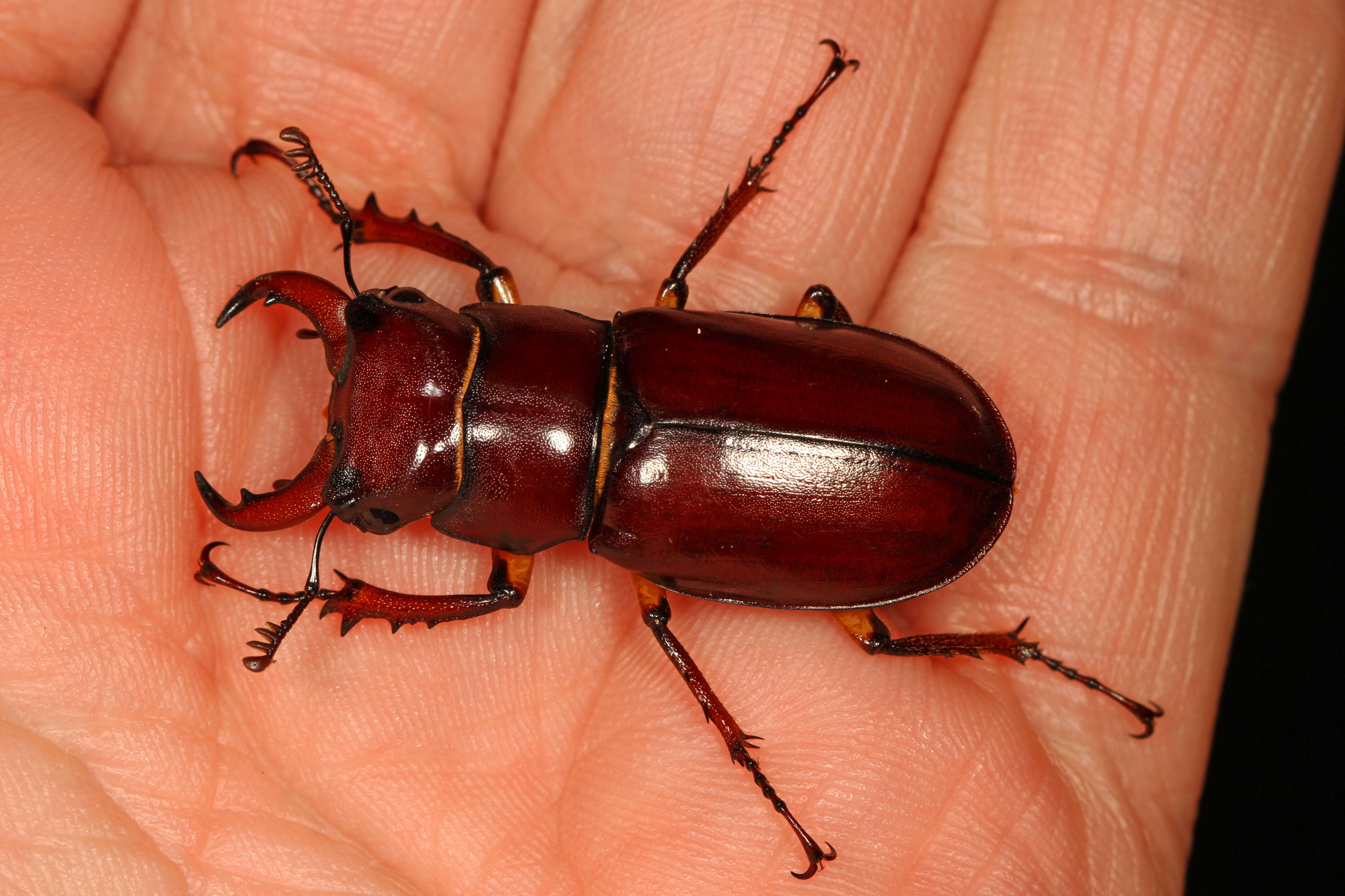 Lucanus (Pseudolucanus) capreolus (Linnaeus 1763)的圖片