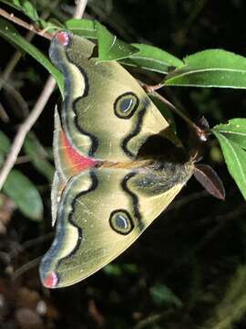 Imagem de Polythysana rubrescens (Blanchard 1852)