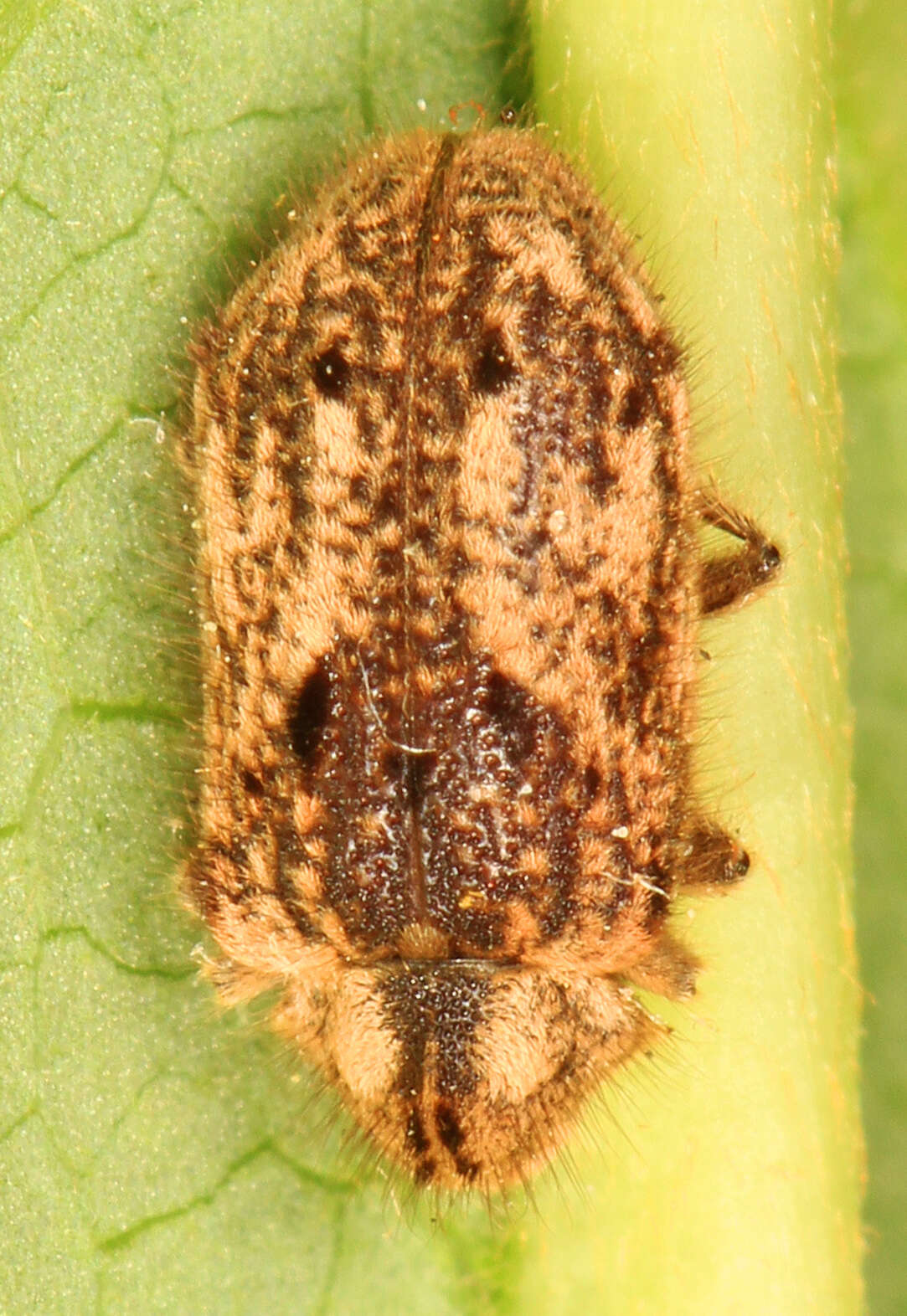 Image of Trichodesma