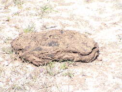 Image of American Bison