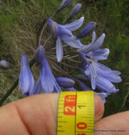 Image of Agapanthus campanulatus subsp. campanulatus