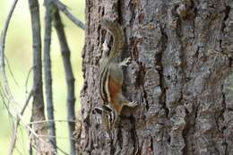 Tamias quadrimaculatus Gray 1867 resmi