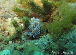Image of Phyllodesmium crypticum Rudman 1981