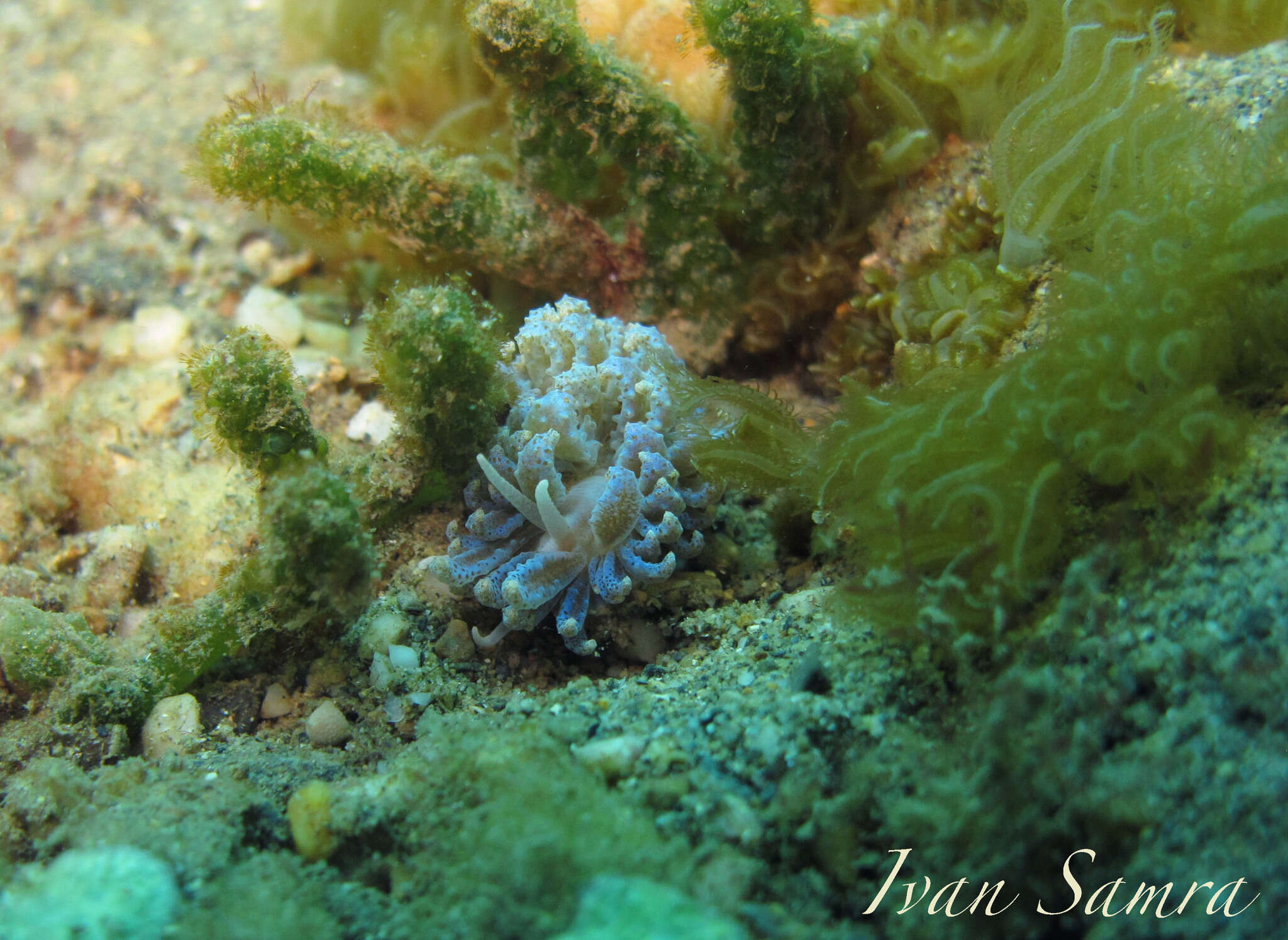 Image of Phyllodesmium crypticum Rudman 1981
