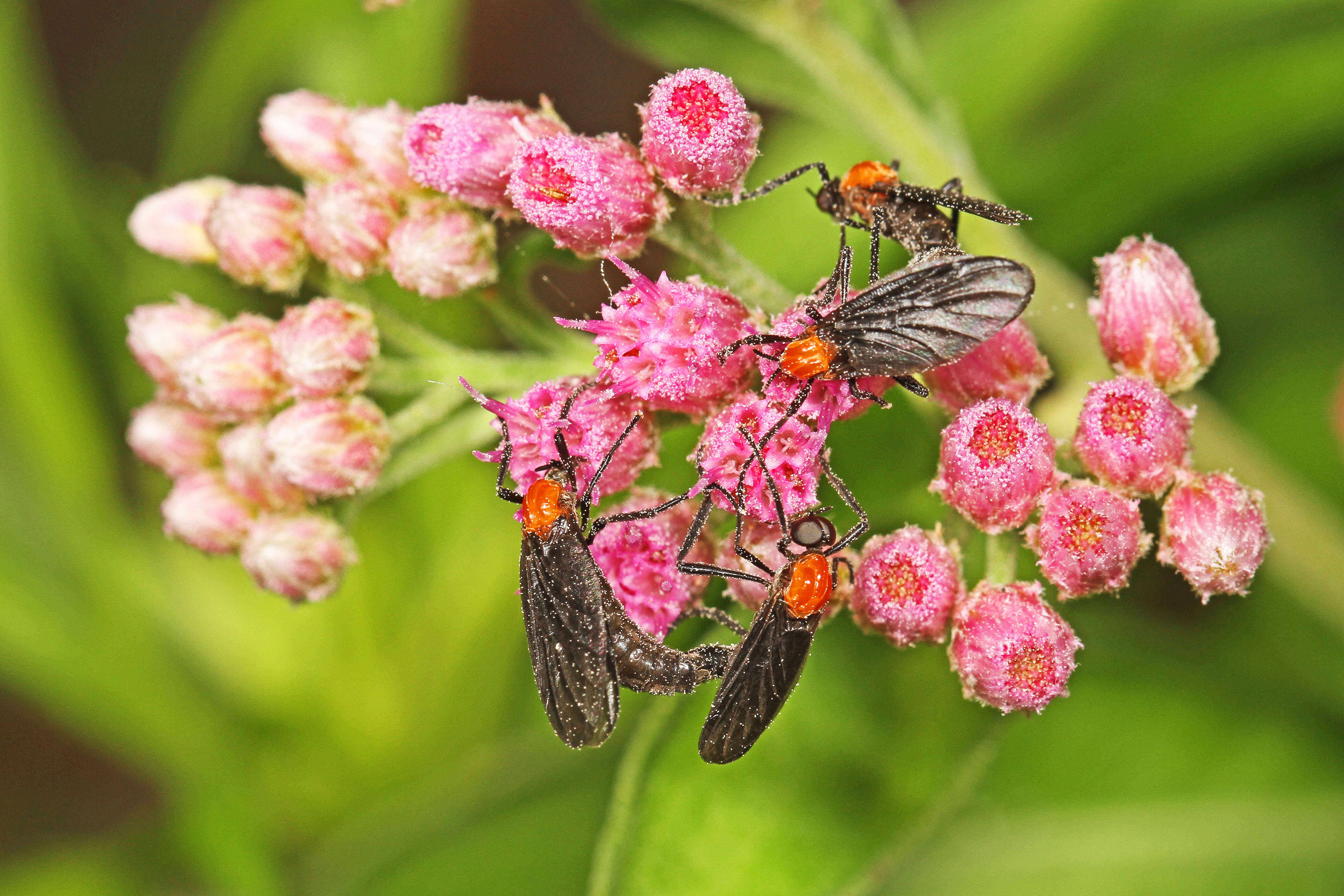 Pluchea odorata (L.) Cass. resmi