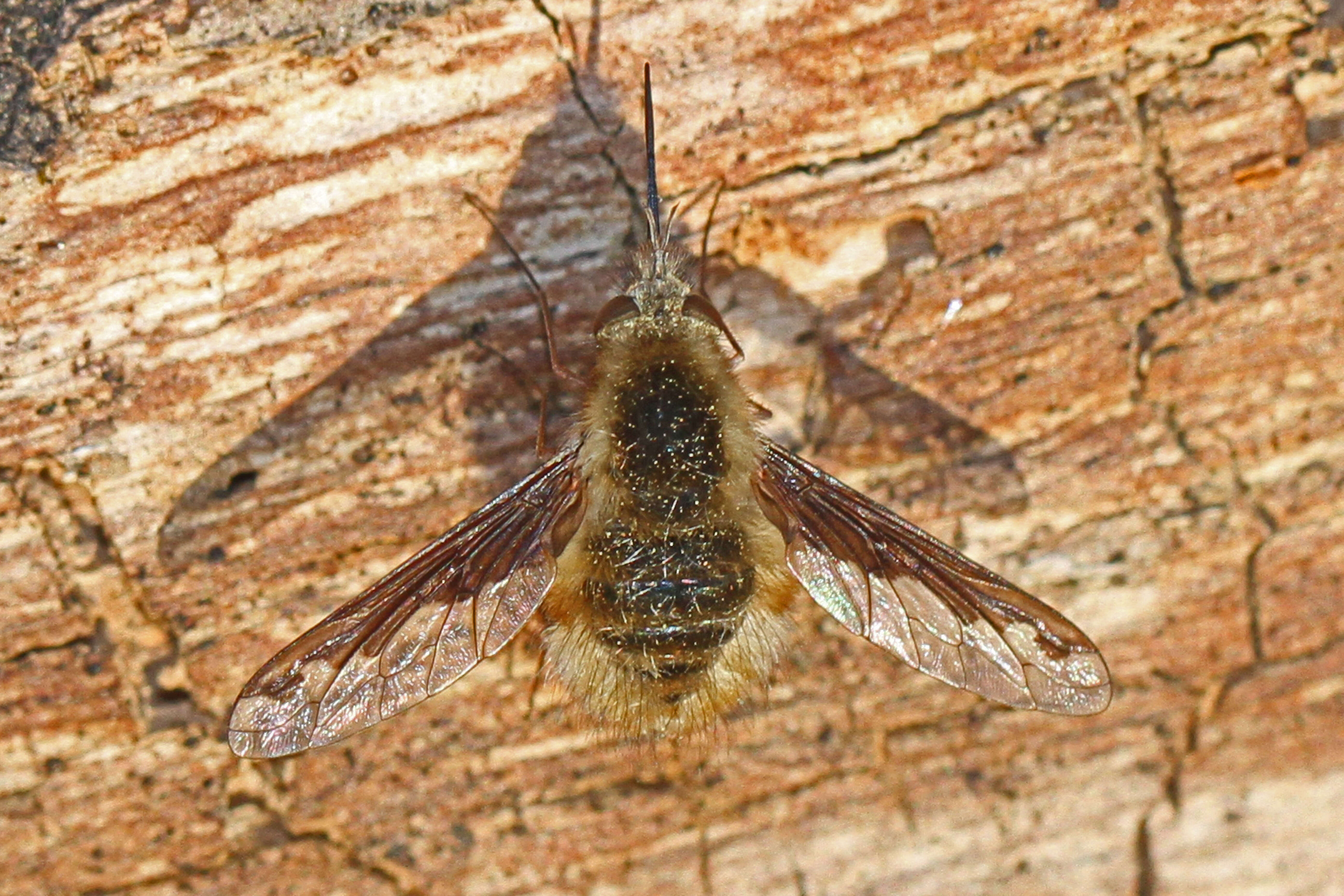 Image of Large bee-fly