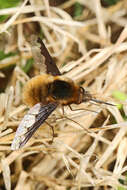 Image of Large bee-fly