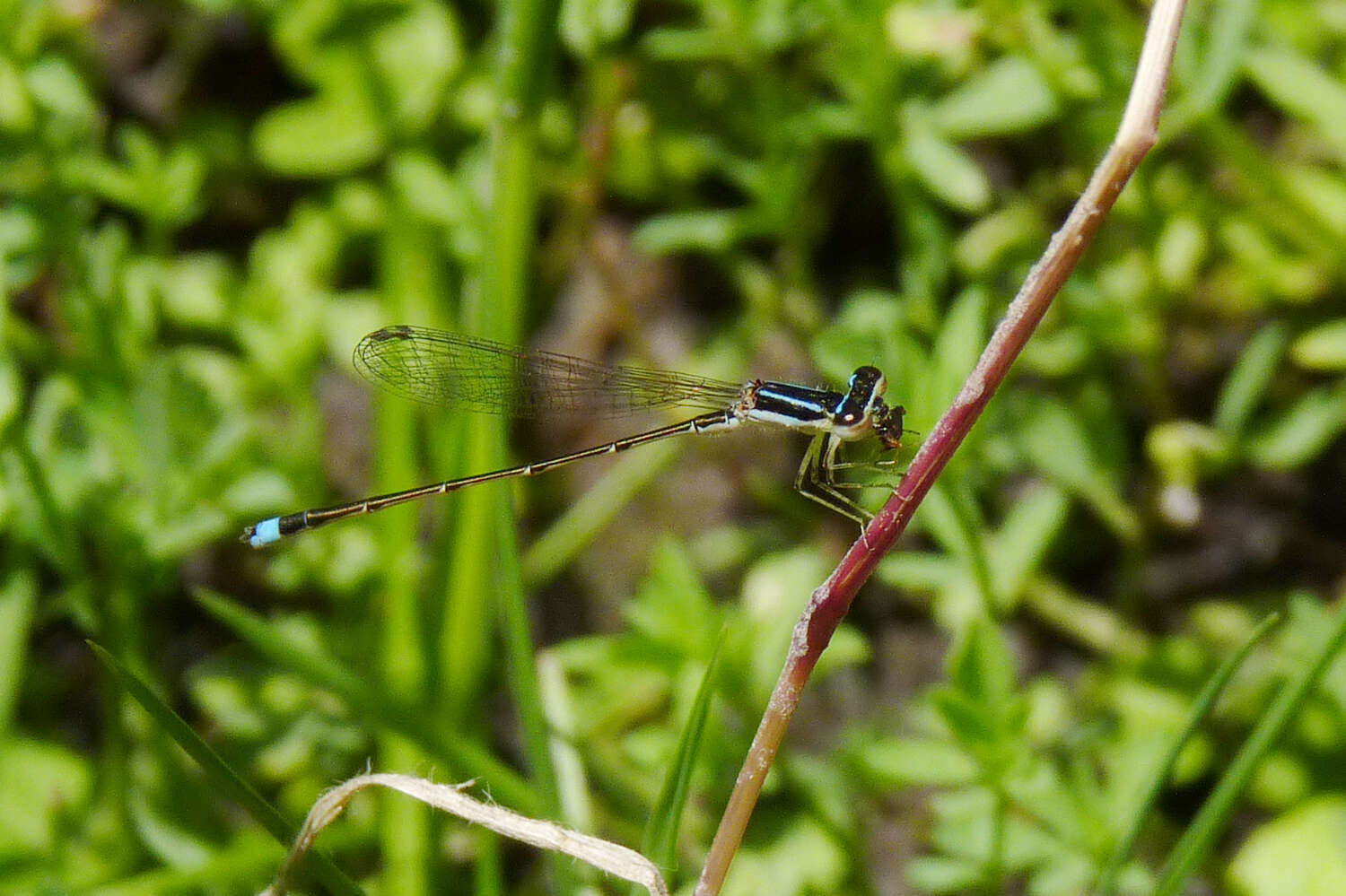 Image of Argentagrion ambiguum (Ris 1904)