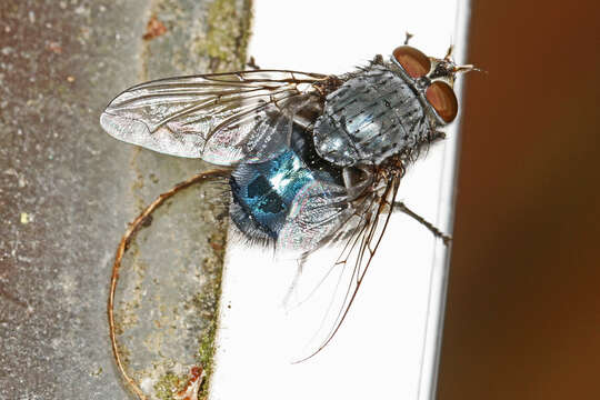 Image of Blue blowfly