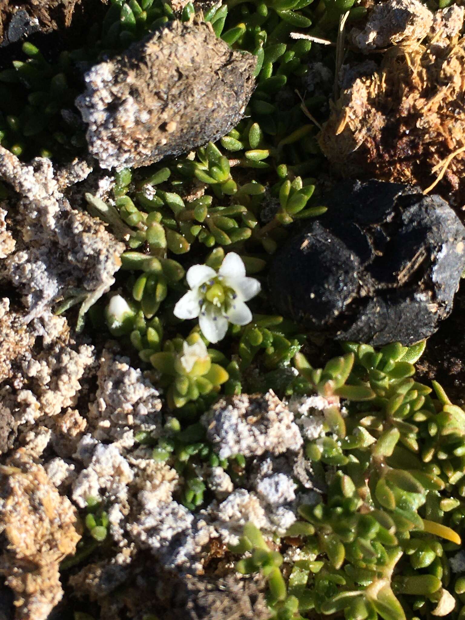 Image of Arenaria rivularis Phil.