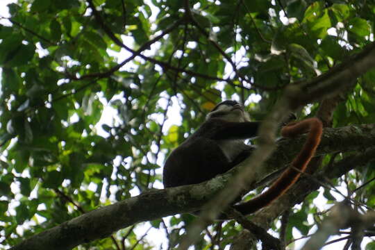 Cercopithecus ascanius (Audebert 1799) resmi