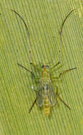 Image of Chironomus